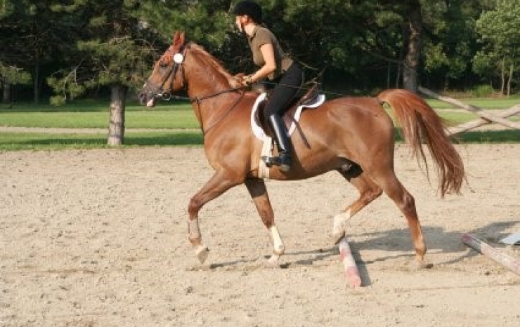 Horseback riding